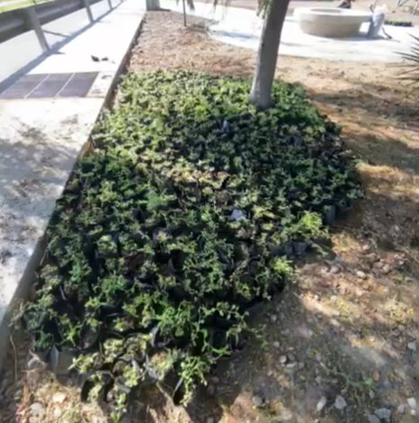 Proyecto Tiqui Tiqui 09