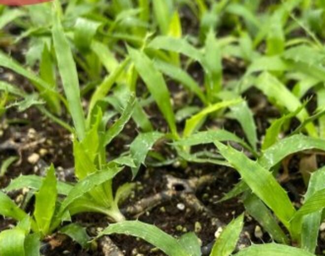 Plantines de chupalla (Eryngium paniculatum) en bandeja de producción en el vivero Roelplant