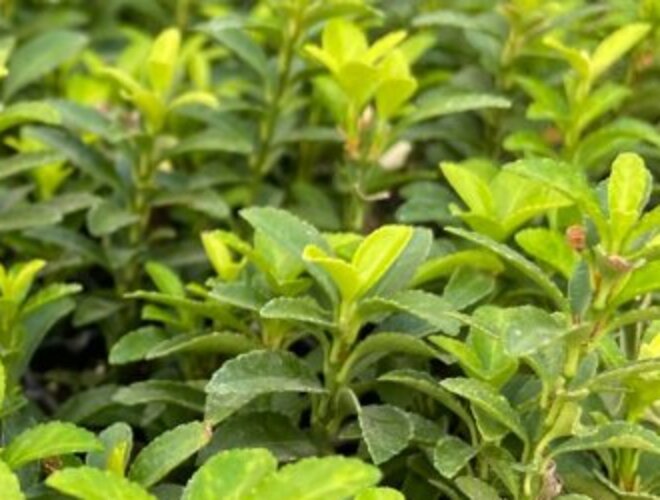 Plantines de evónimo en producción en el vivero Roelplant, con follaje verde y dorado