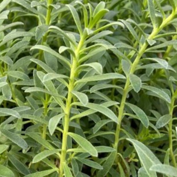 Plantines de mioporo rastrero (Myoporum parvifolium) en producción
