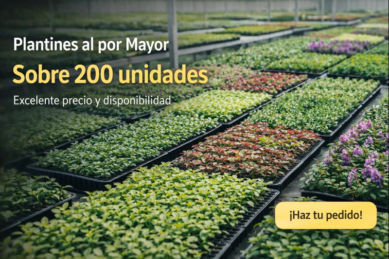 Pedidos mayoristas de plantines cubresuelo — Roelplant