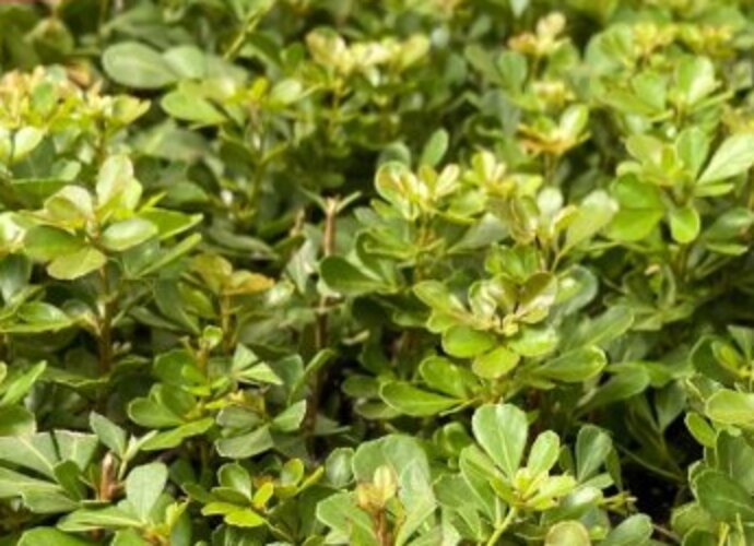 Bandeja de plantines de Rhus crenata en producción en el vivero Roelplant