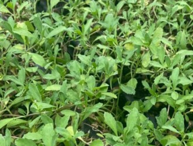 Cubresuelo de hoja pequeña en bandeja de producción — Roelplant Quillota