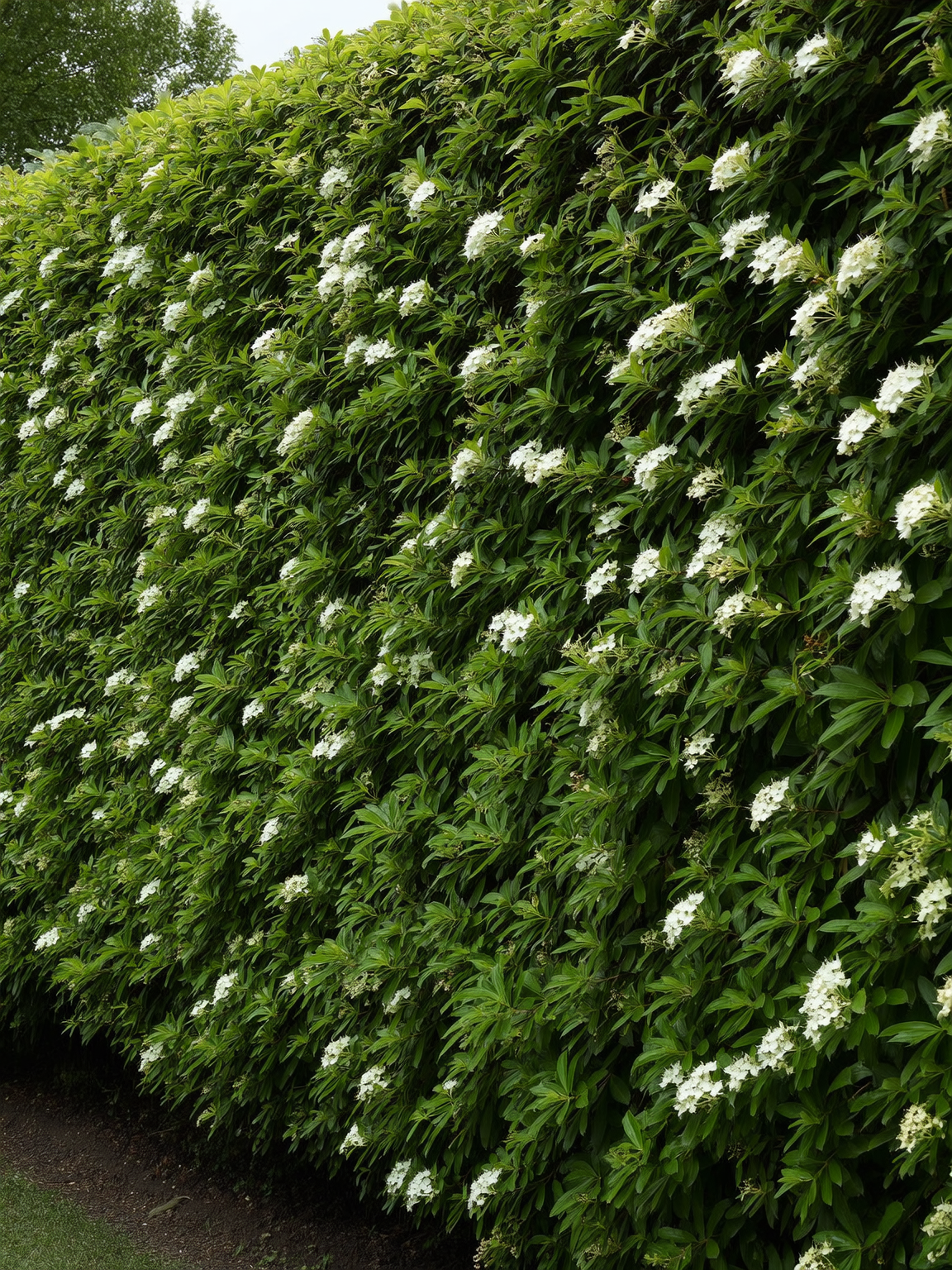 Plantines por mayor para cercos vivos en Chile