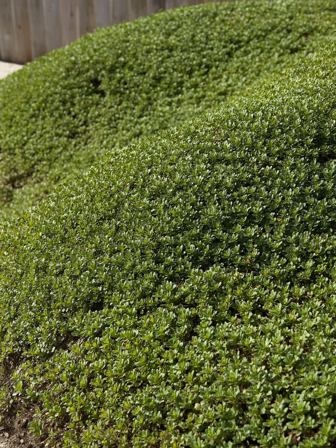 Verónica Brillantísima plantines cubresuelo Roelplant