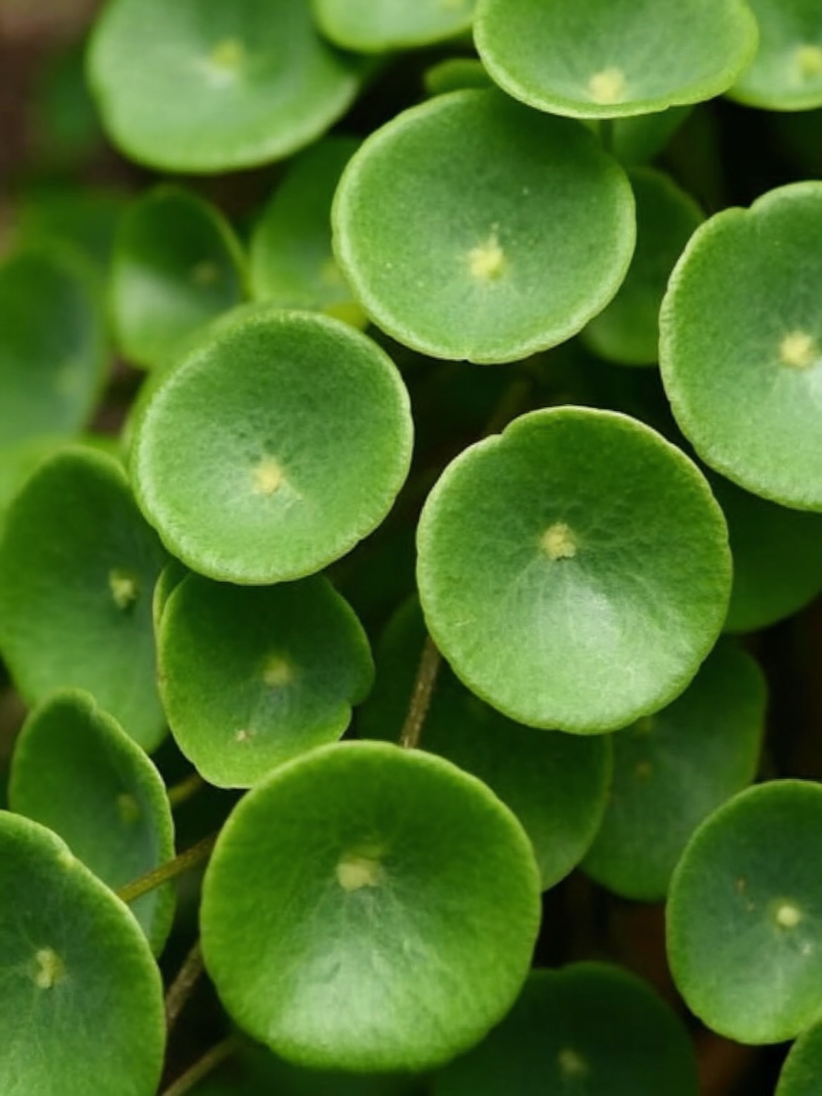 Pedidos mayoristas de plantines cubresuelo — Roelplant Quillota