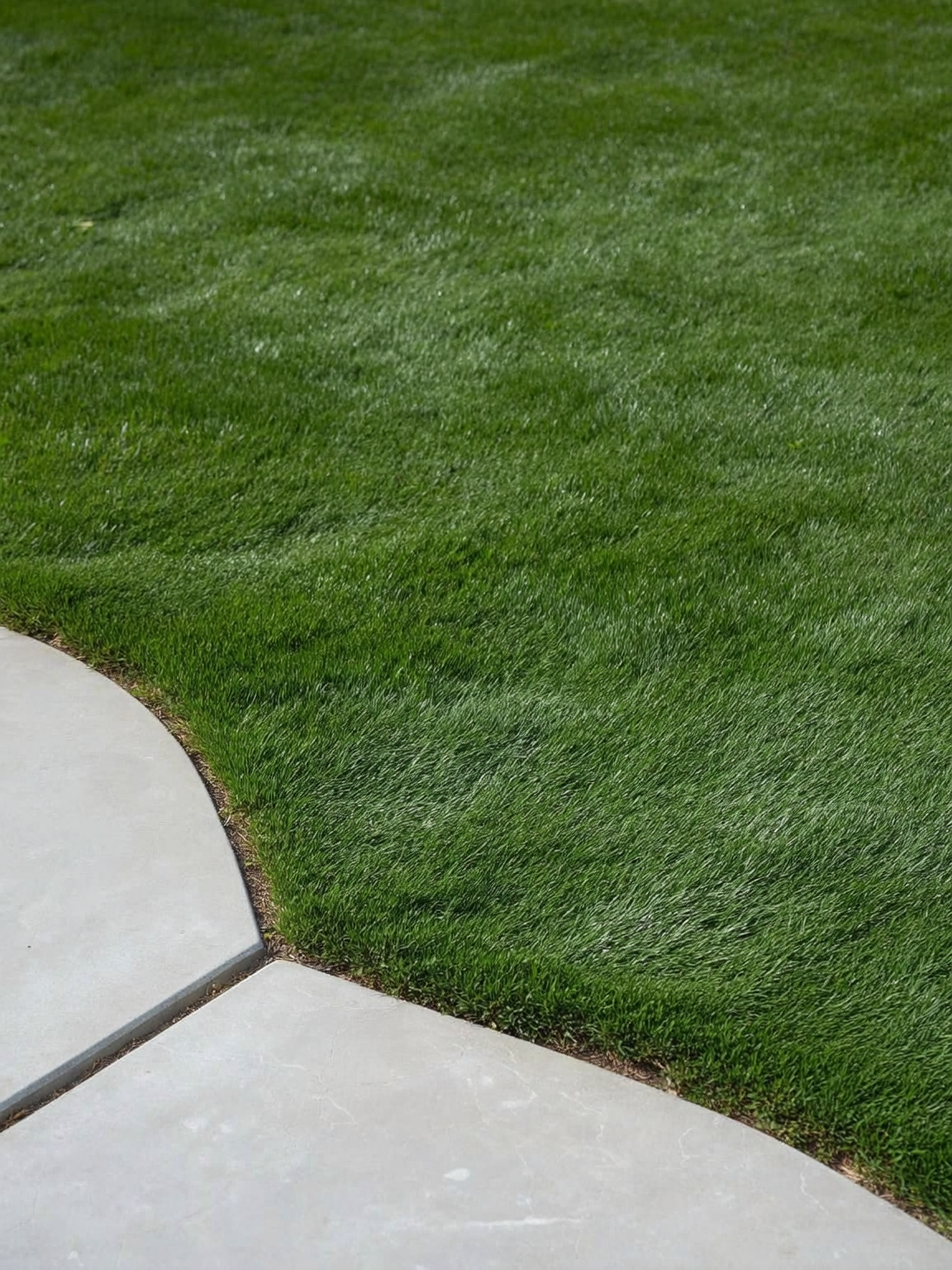 Plantines cubresuelo vivero Roelplant — follaje denso y verde