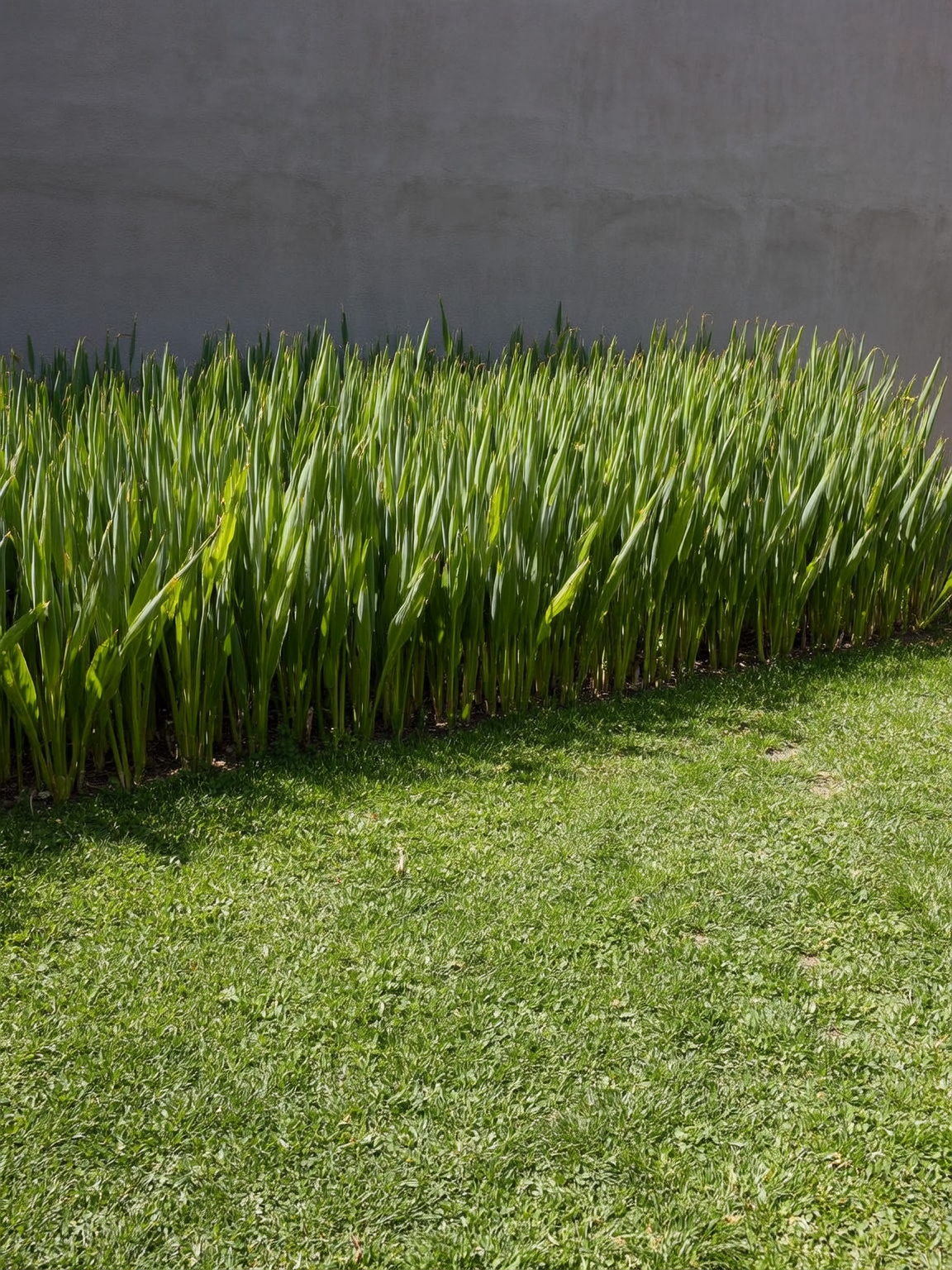 Cubresuelo de follaje compacto — producción Roelplant