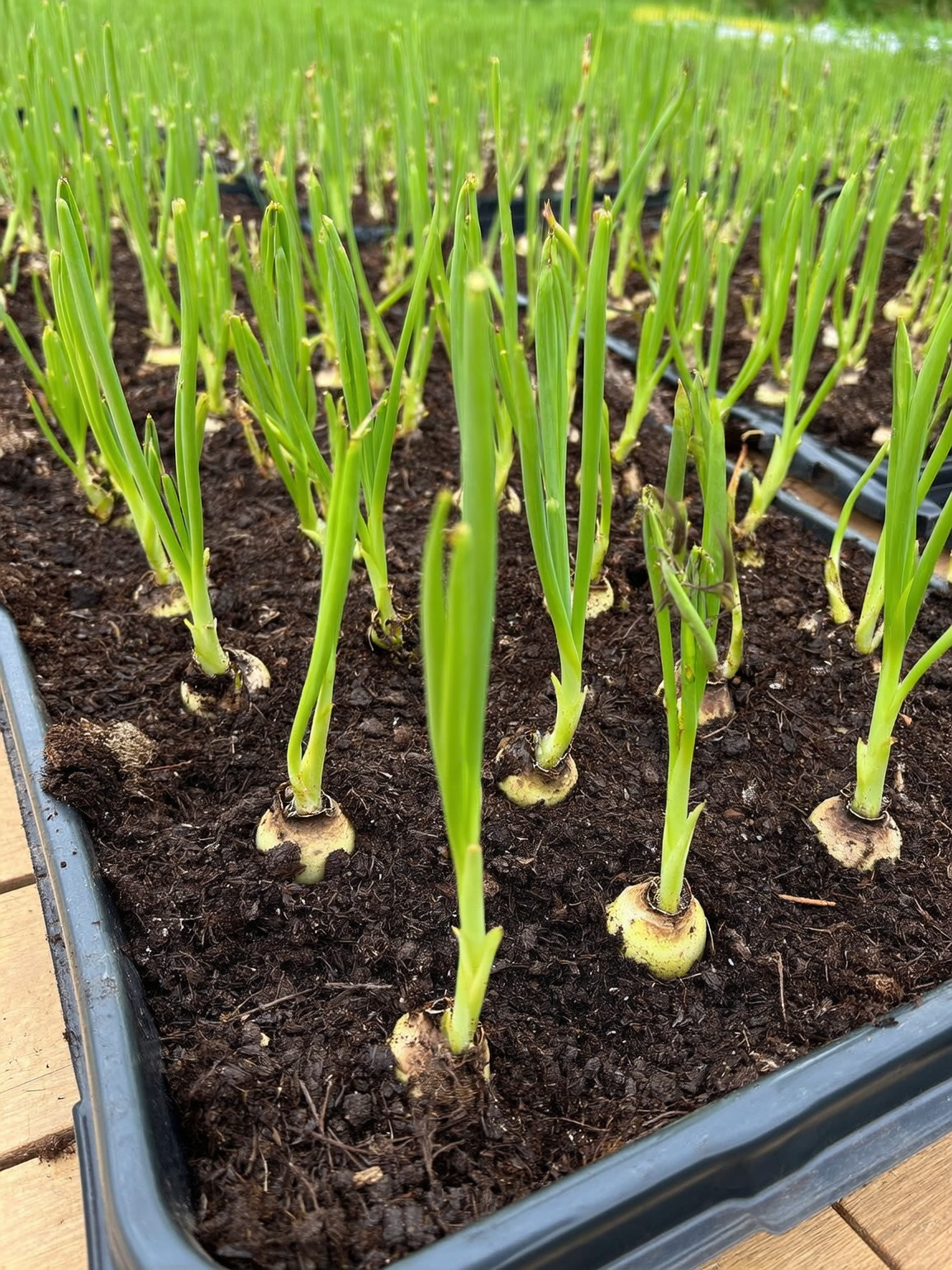 Plantines de cubresuelo tapizante Roelplant