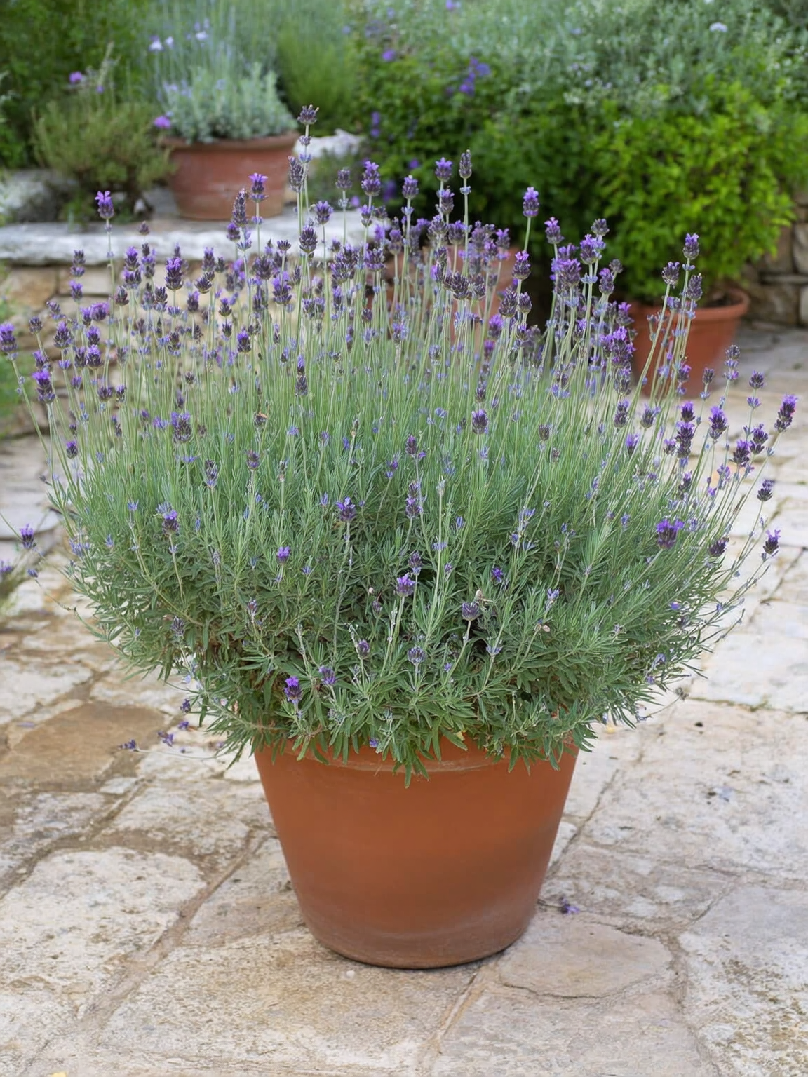 Lavanda Francesa Lavandula stoechas con orejitas violetas