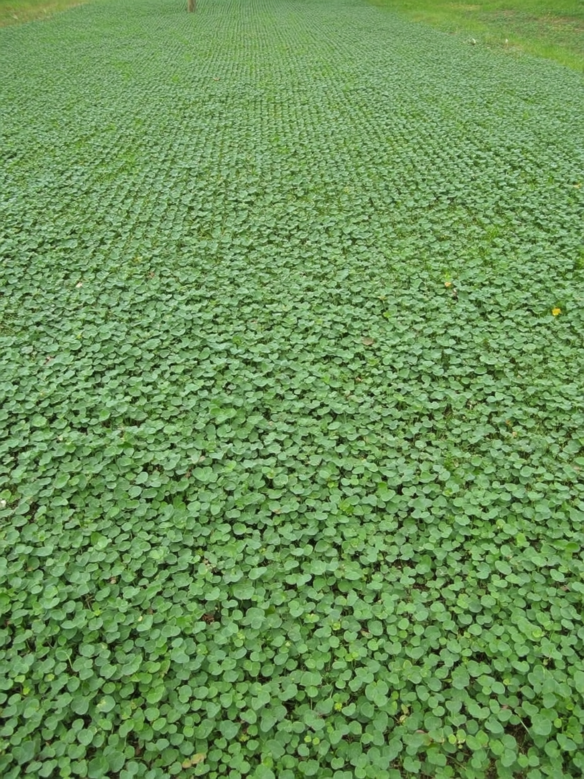 Cubresuelo tapizante de bajo riego — Roelplant Quillota