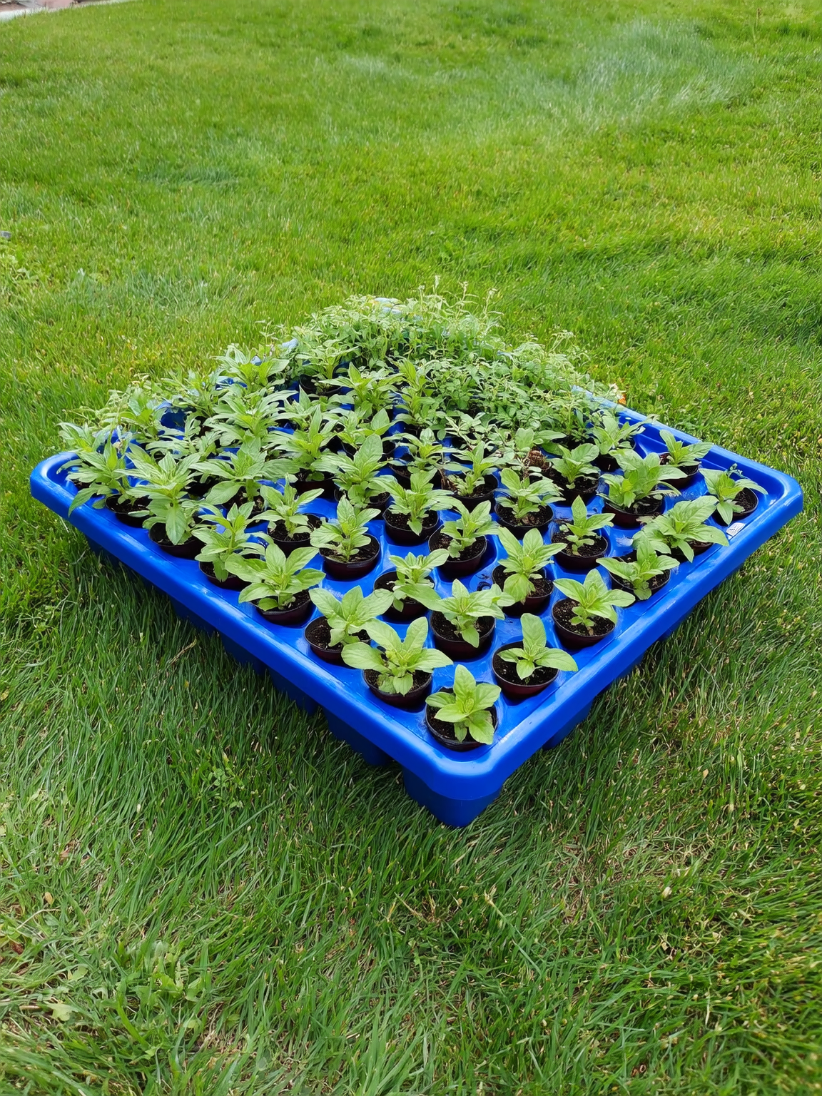 Plantines por mayor para proyectos de paisajismo — Roelplant