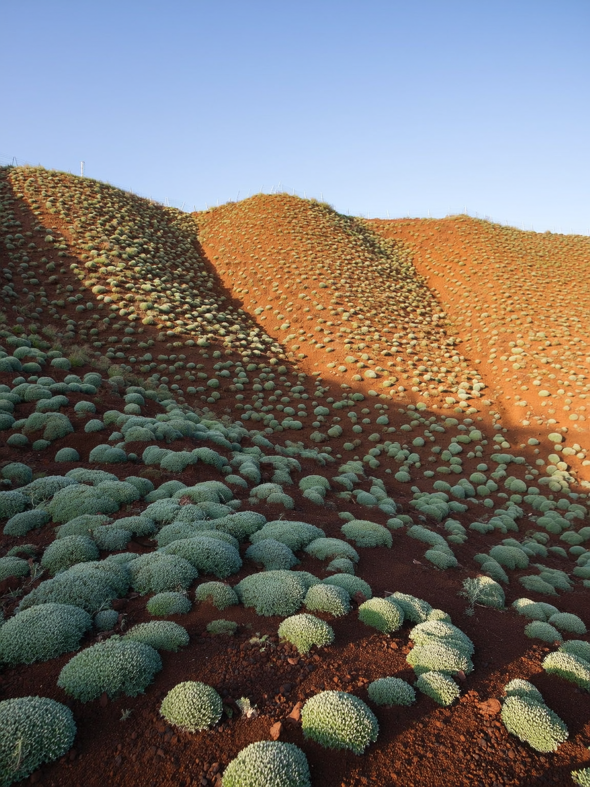 Plantín de mioporo rastrero en bandeja de vivero – Roelplant