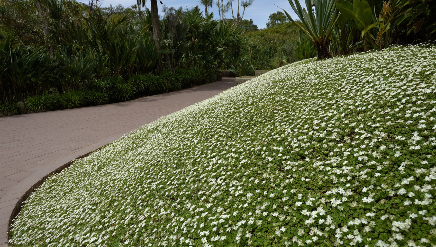 Plantines de mioporo rastrero (Myoporum parvifolium) en vivero Roelplant, Quillota