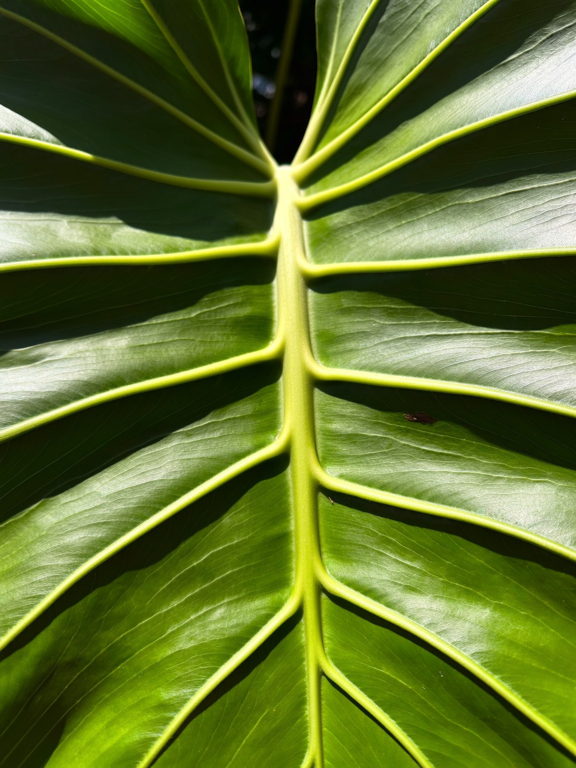 Plantín de Monstera deliciosa producido en vivero Roelplant, Quillota