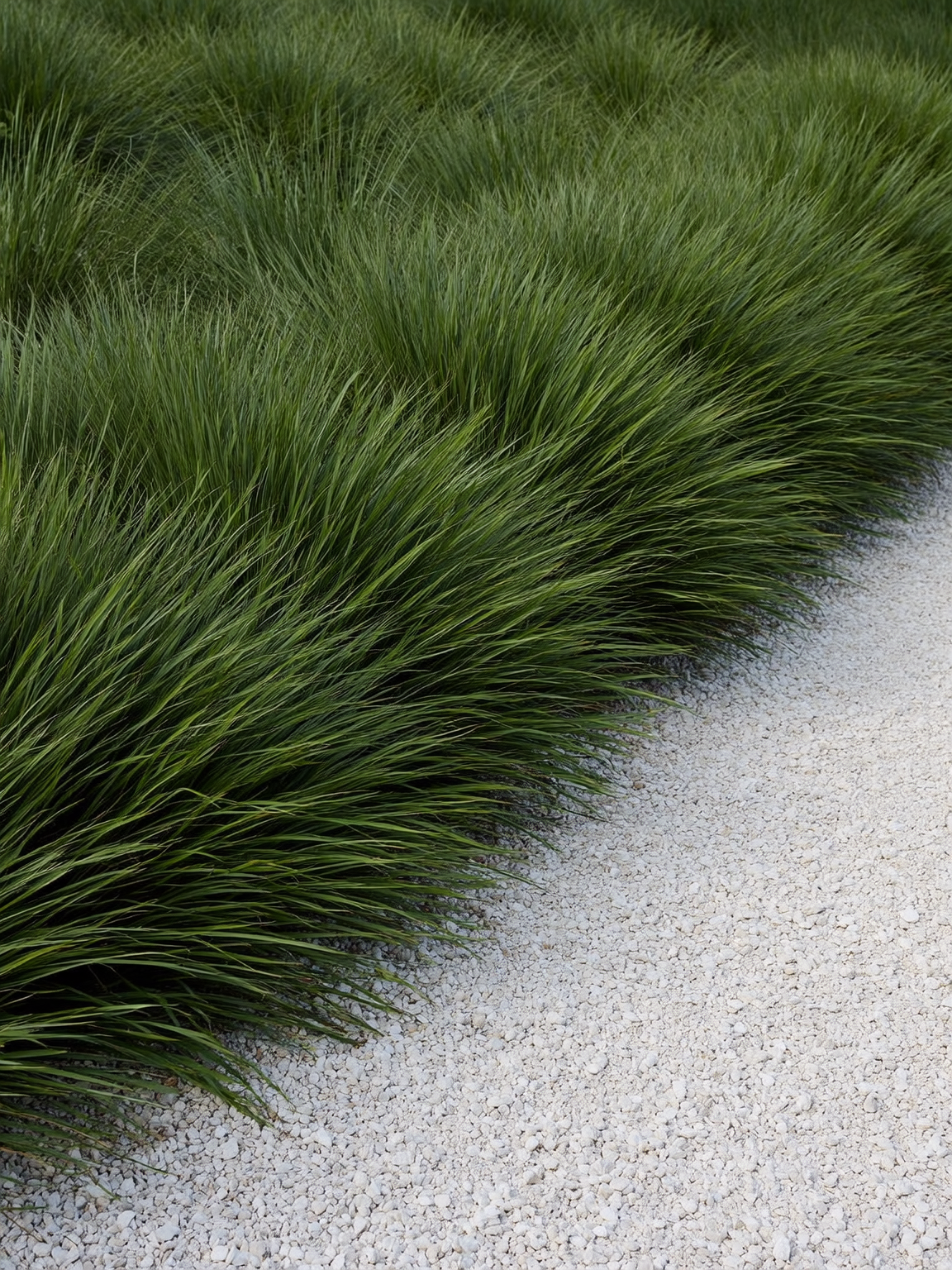 Plantines ornamentales de cubresuelo en vivero Roelplant Quillota