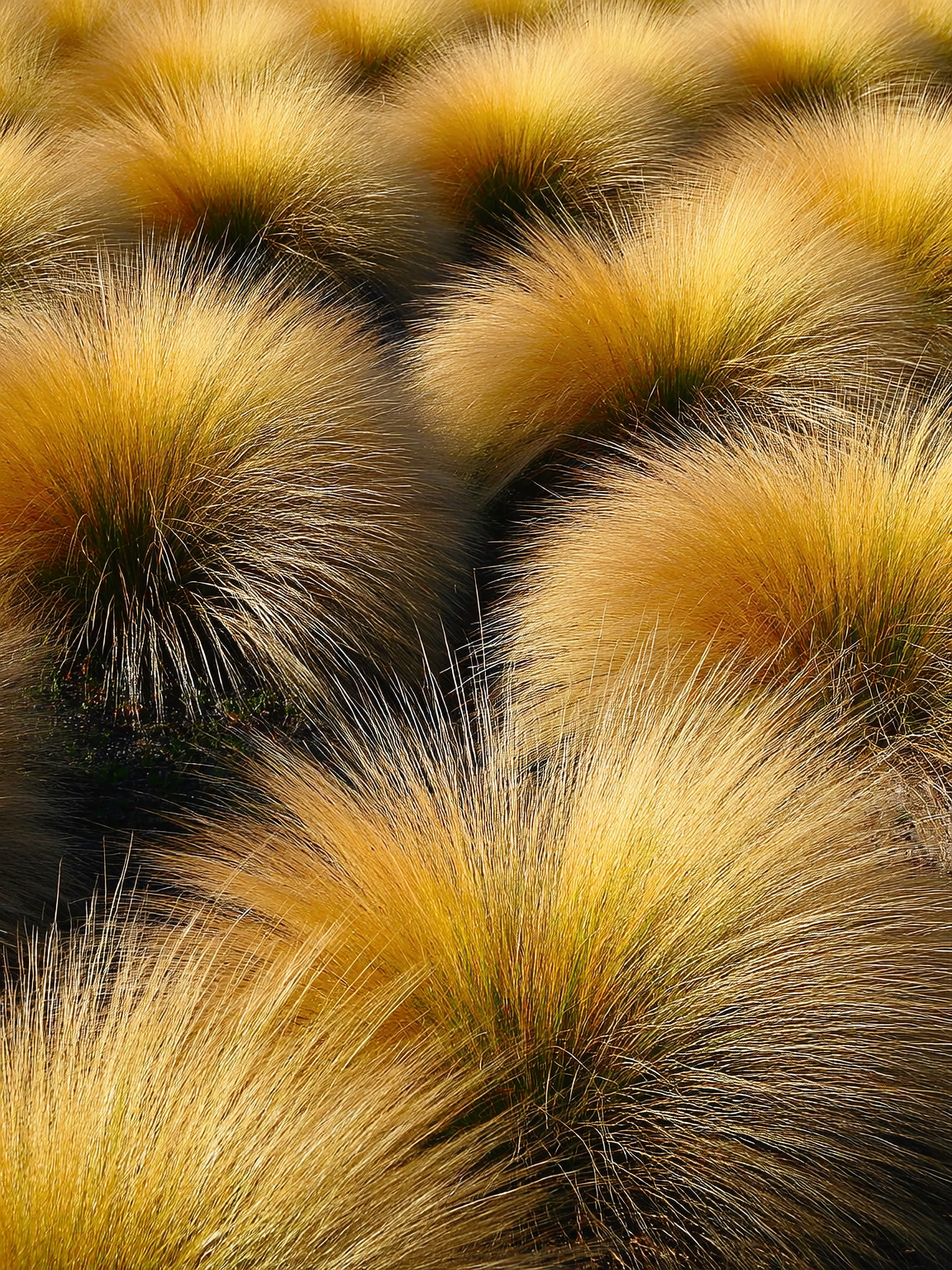 Cubresuelo de bajo mantenimiento para jardín – Roelplant