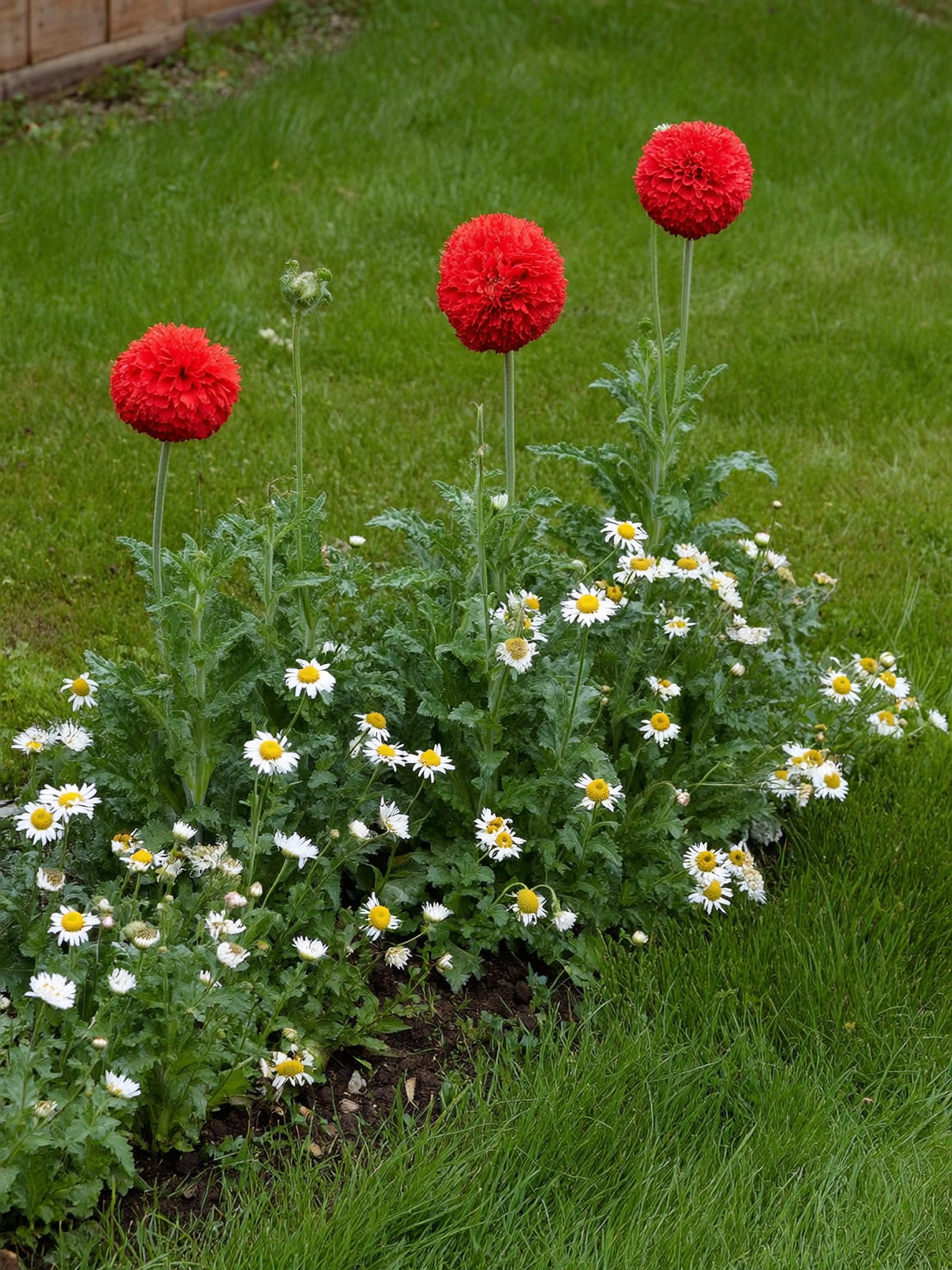 Plantines de Paquerette Bellis perennis en Roelplant Quillota