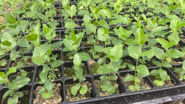 Plantín de peumo Cryptocarya alba en contenedor, vivero Roelplant Quillota