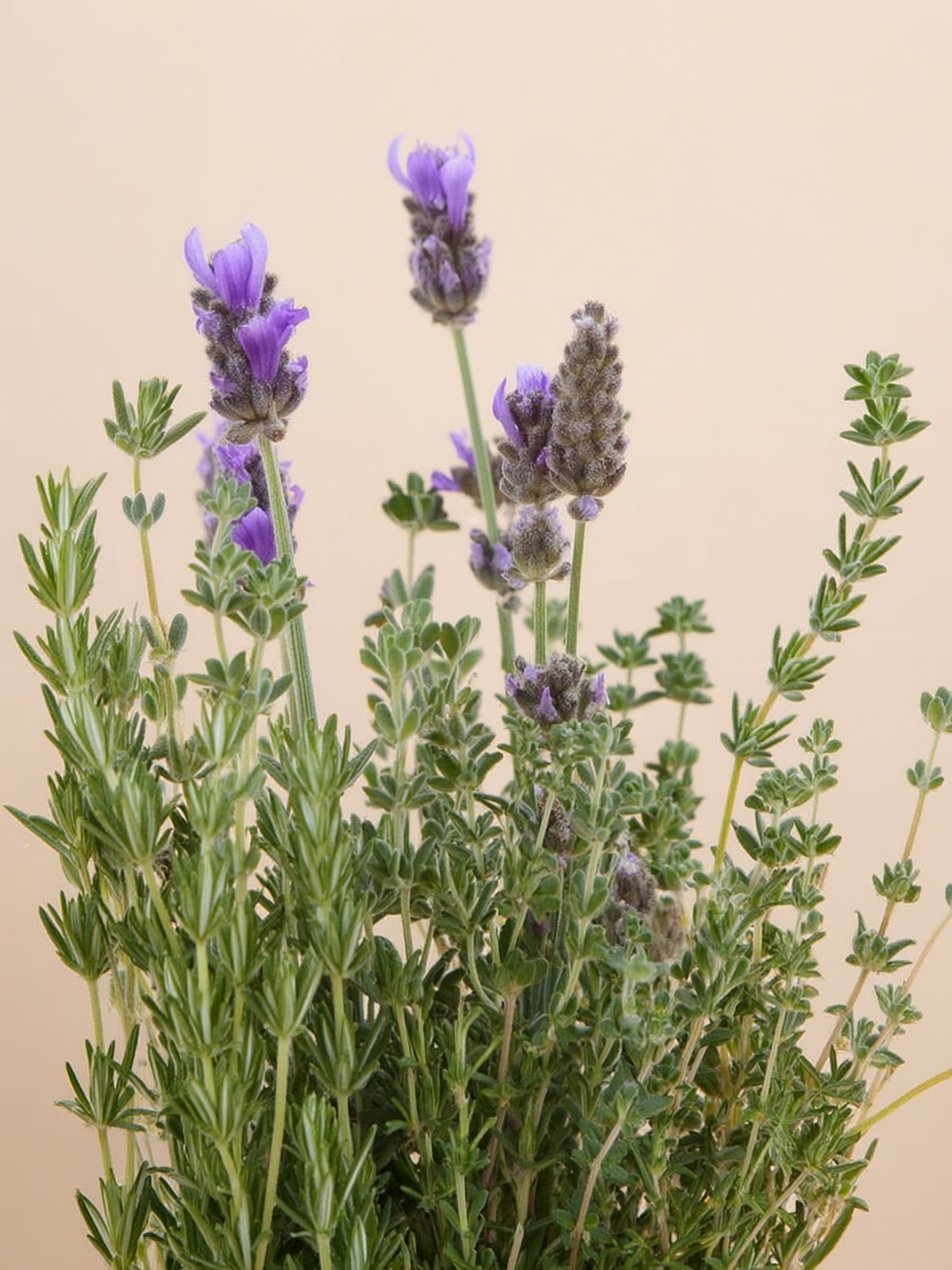 Plantines ornamentales y aromáticos — Roelplant vivero