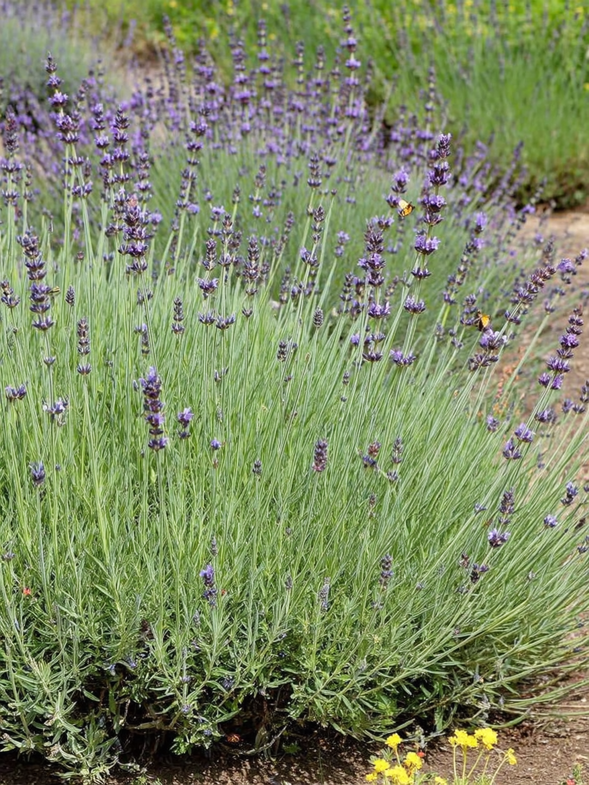 Plantines aromáticas Roelplant — producción vivero Quillota