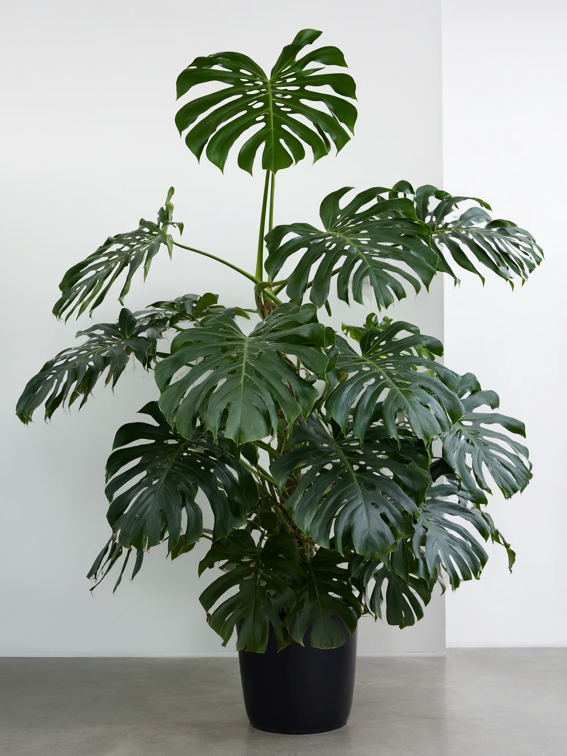Plantines de interior por mayor - pedidos desde 200 unidades Roelplant