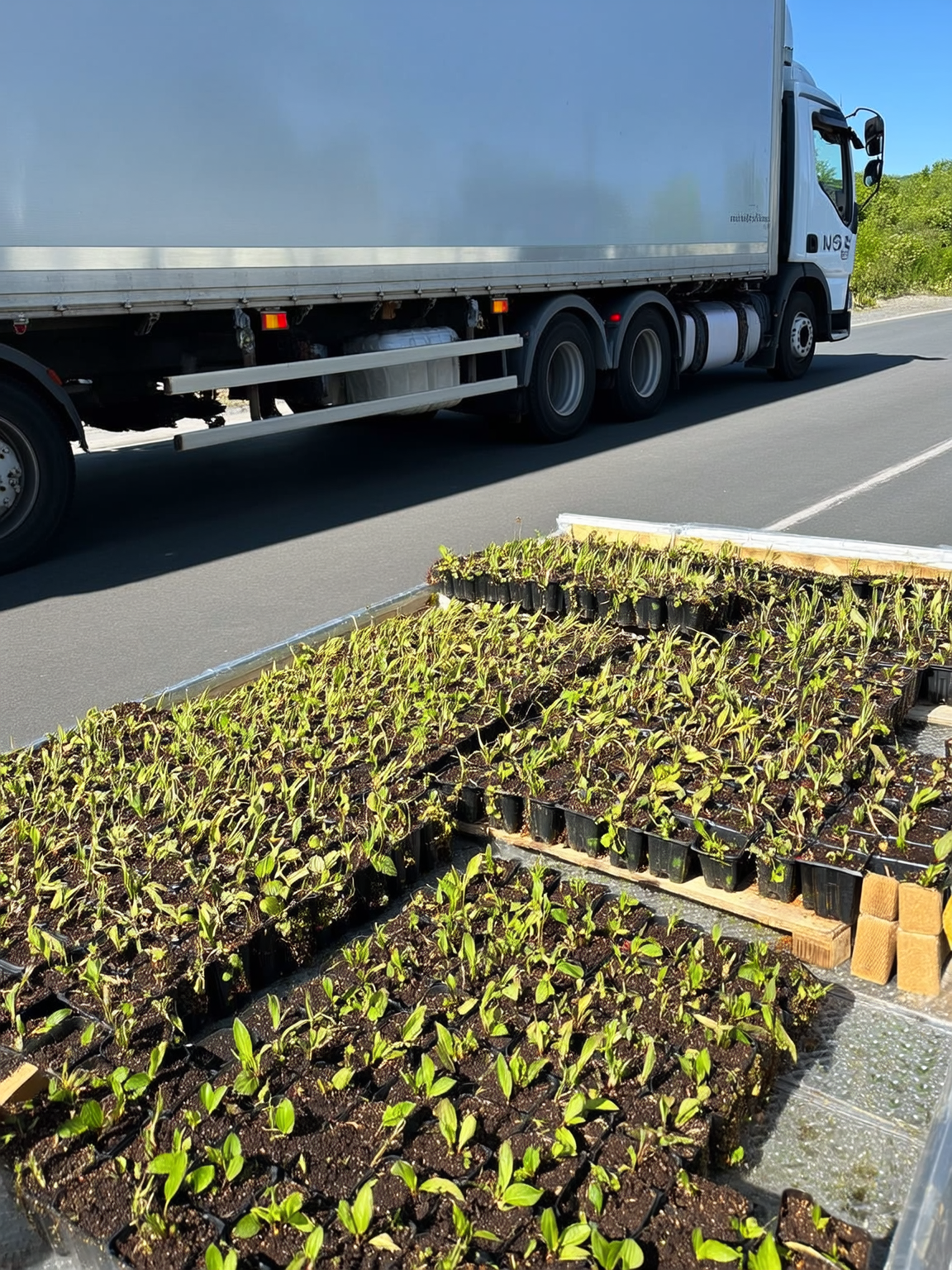 Bandeja de plantines al por mayor en vivero Roelplant Quillota