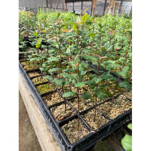 Plantines por mayor Roelplant – pedidos de reforestación