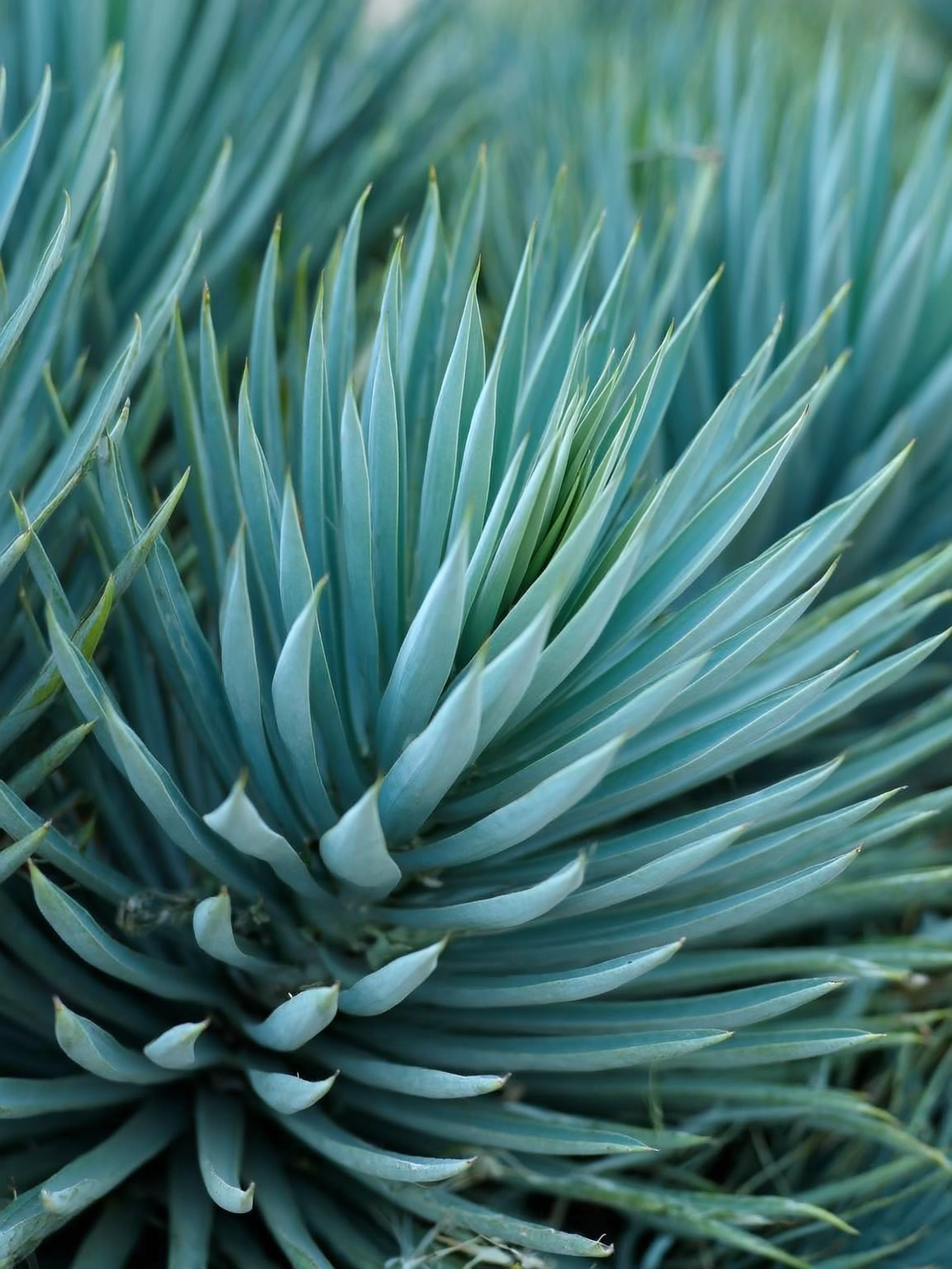 Follaje glauco azulado de la planta ruda cultivada en Quillota