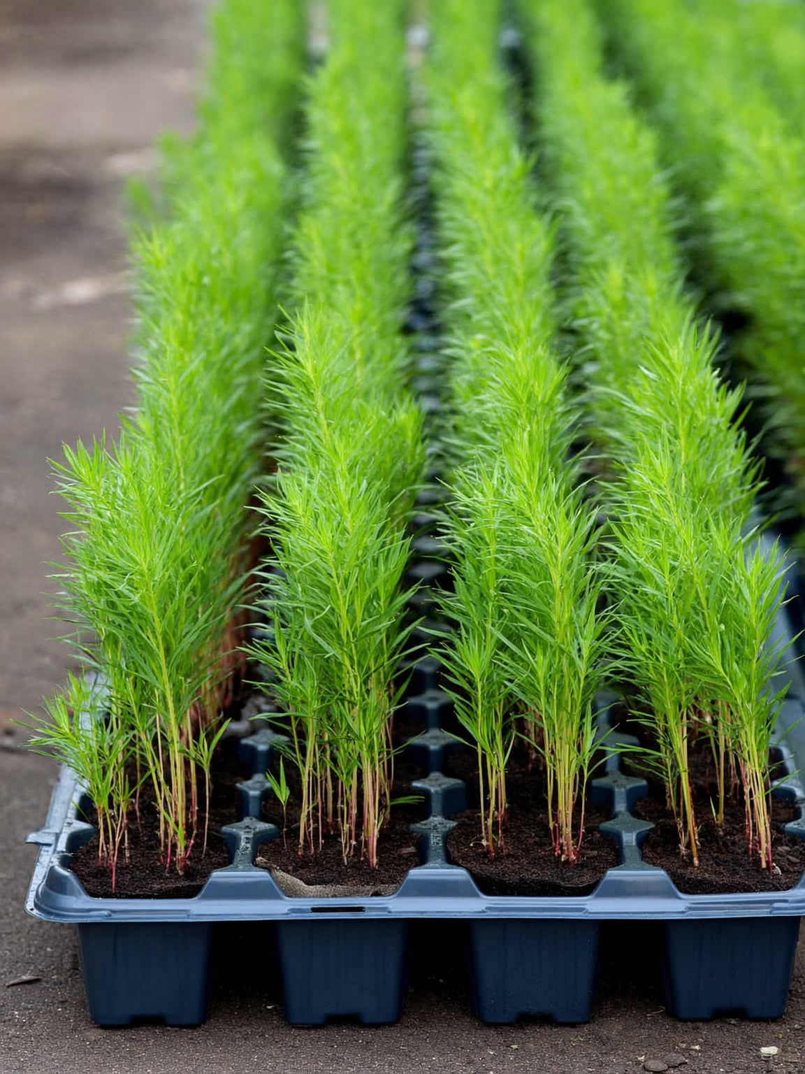 Plantines de ruda Ruta graveolens en bandeja de vivero Roelplant
