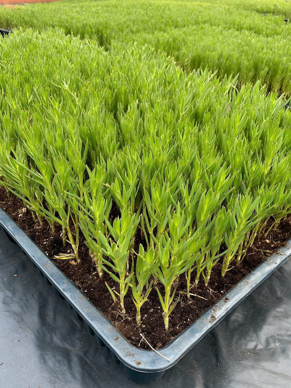 Plantines por mayor en vivero Roelplant - producción propia