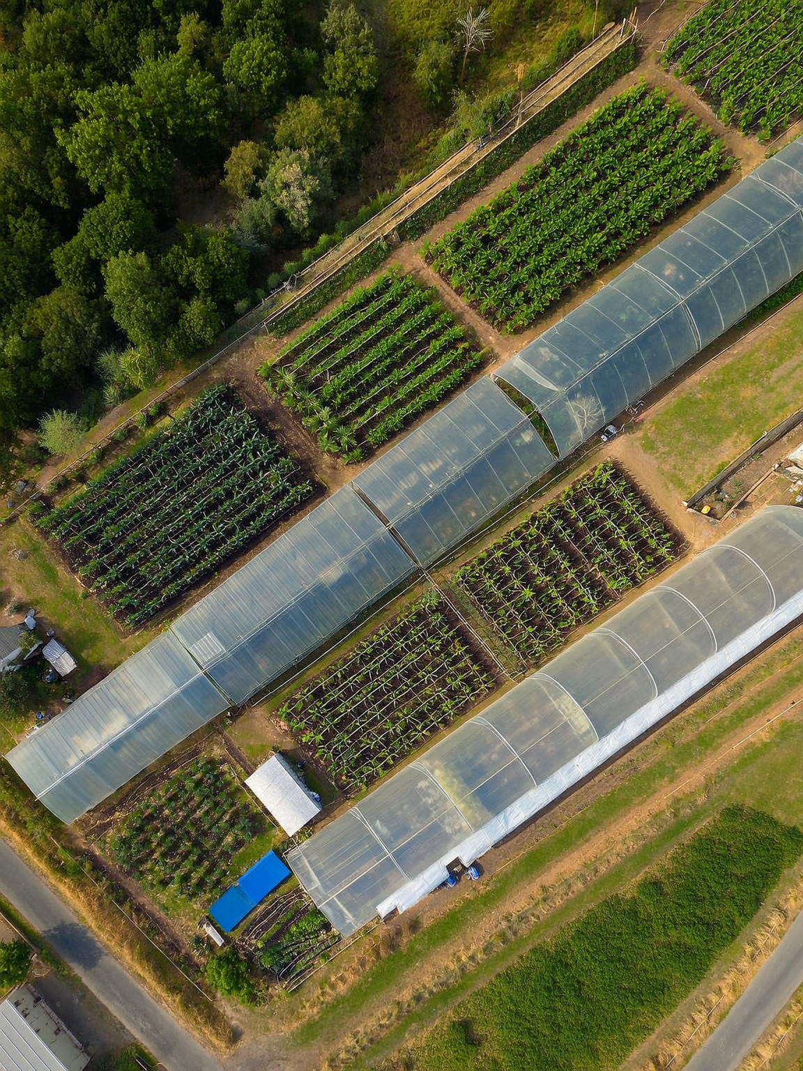 Verónica Brillantísima — plantín ornamental producido en Quillota por Roelplant